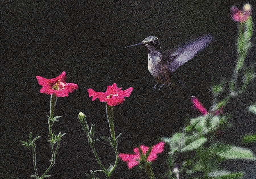 Cementerio de petunias