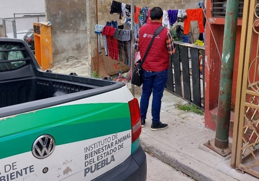 Presenta Medio Ambiente denuncia por muerte de perro pitbull en “El Conde”