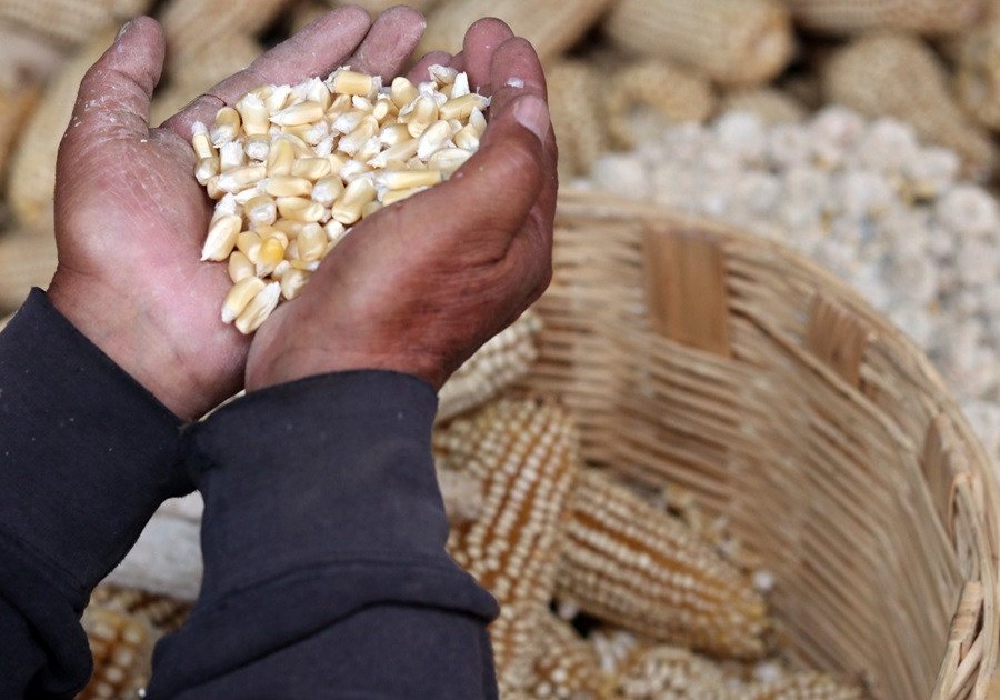 Garantizado abasto de ma&iacute;z blanco: SDR
