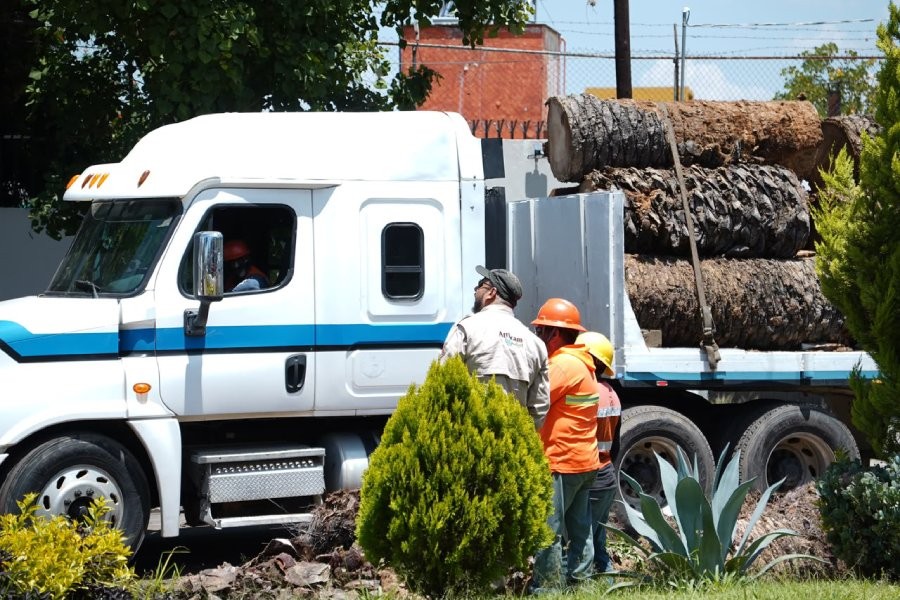 Suma Gobierno de Pepe Chedraui colaboraci&oacute;n con Africam Safari para dar segundo uso a troncos de palmeras retiradas en La Paz
