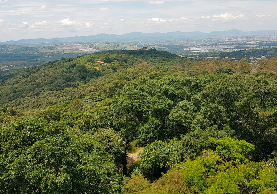 Protege Medio Ambiente 859 hect&aacute;reas m&aacute;s en &ldquo;Flor del Bosque&rdquo;