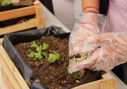 Ofrece Ayuntamiento de Puebla talleres de agricultura urbana