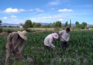 Productores agrícolas poblanos