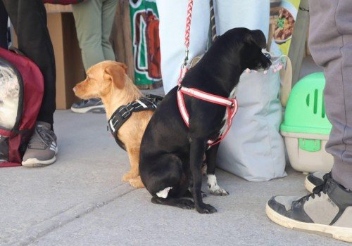 Gobierno de la Ciudad celebr&oacute; el D&iacute;a Internacional de los Derechos de los Animales