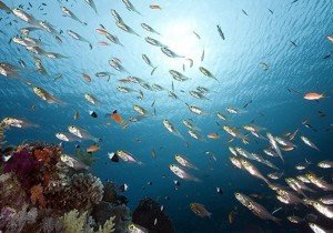 El PVEM impulsa reforma legal que amenaza a especies marinas