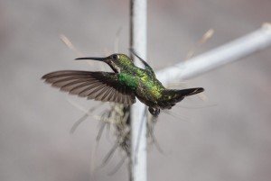 El frasco del colibrí