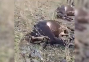 Rayo deja gravemente herido a campesino y mata 9 vacas