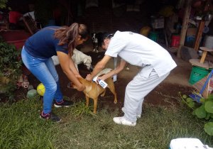 Bienestar de mascotas 