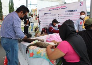 Esteriliza Ayuntamiento de Puebla a m&aacute;s de tres mil 800 gatos