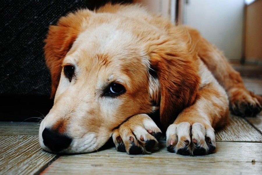 Investigador de la BUAP explica por qu&eacute; los perros nos aman