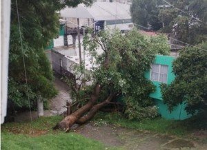 Atiende Protección Civil Municipal caída de árboles en Xonaca y Moctezuma