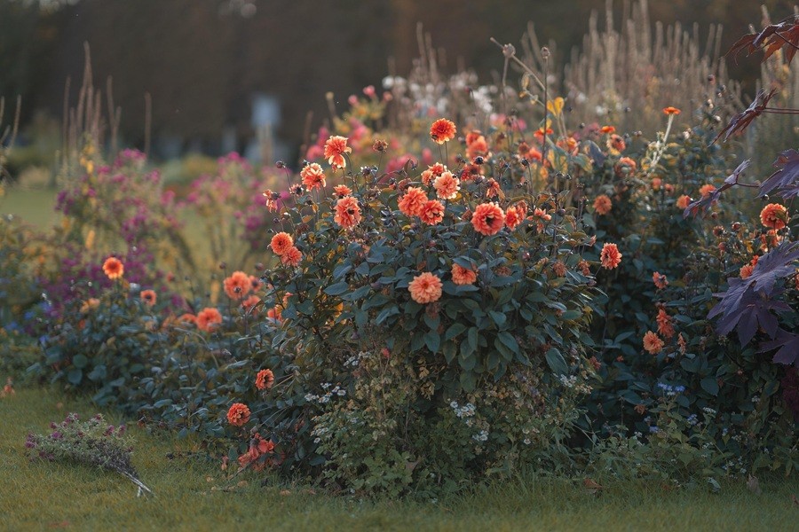 La flor de septiembre