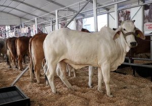 Ofrecerá Feria de Puebla lo mejor del campo poblano con Pabellón Agroindustrial y Expo Ganadera