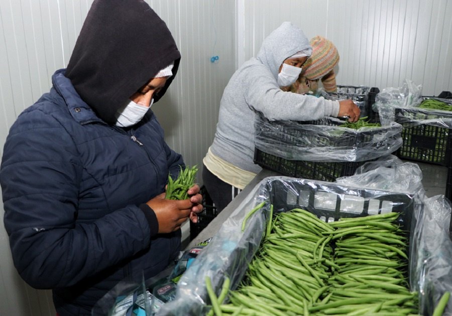 SDR productores de ejote 