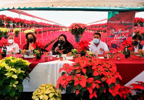 Presenta Desarrollo Rural temporada 2021 de flor de nochebuena
