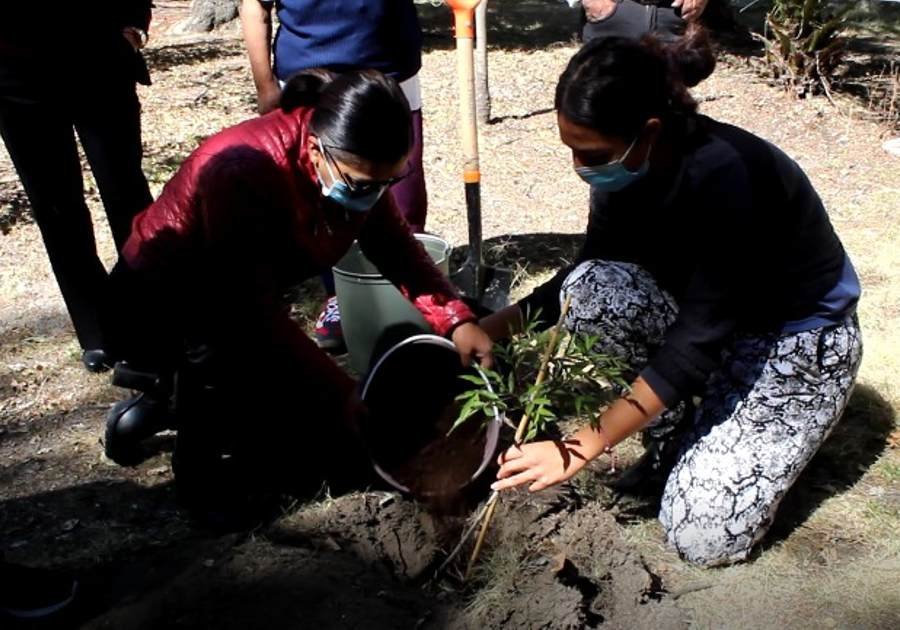 Sustituyen &aacute;rboles en parque de colonia La Paz