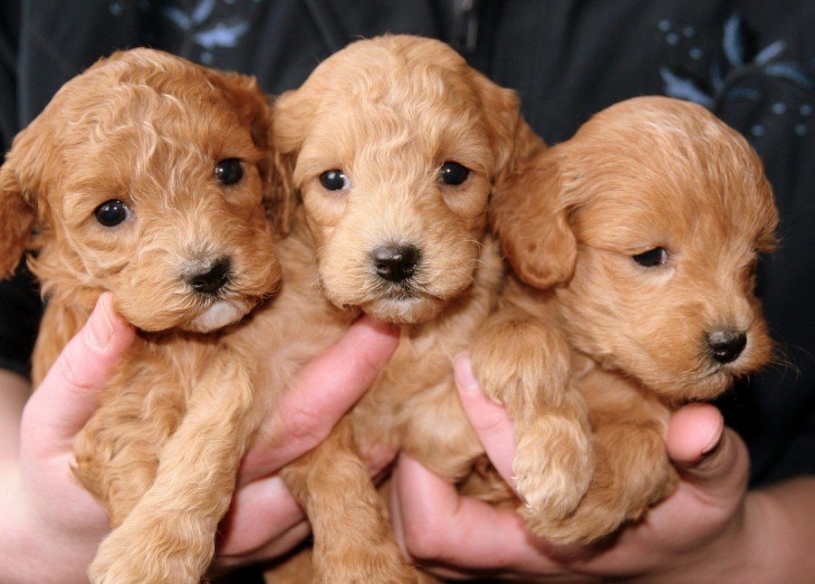 Las mascotas escalan a lo alto de la pir&aacute;mide social