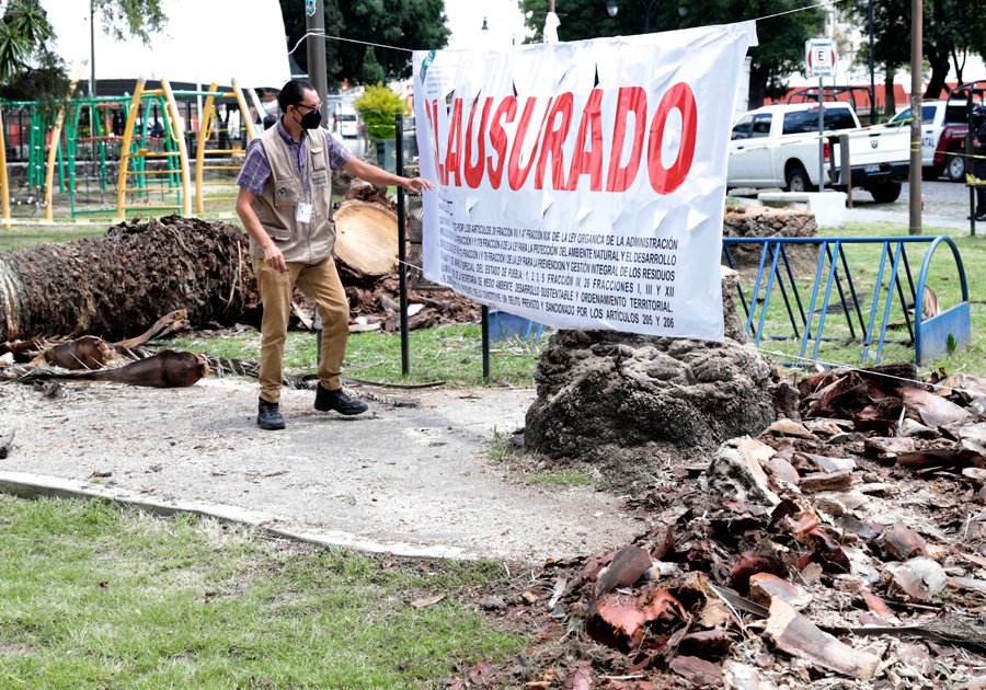 Cortar las palmeras en Analco, severo desequilibrio ambiental: SMADSOT