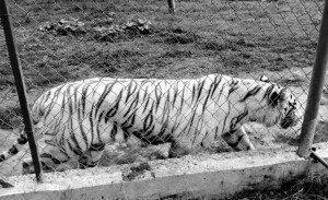 Muere tigre de bengala que escapó tras lluvias en Xicotepec, confirma alcalde Carlos Barragán