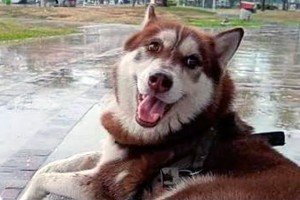 Juez ordena pensi&oacute;n alimenticia para un perro tras un divorcio