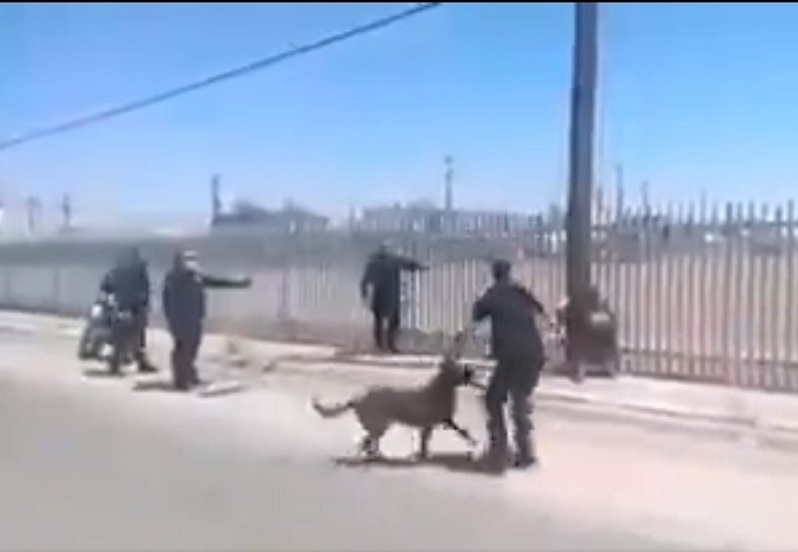 Perro Policía