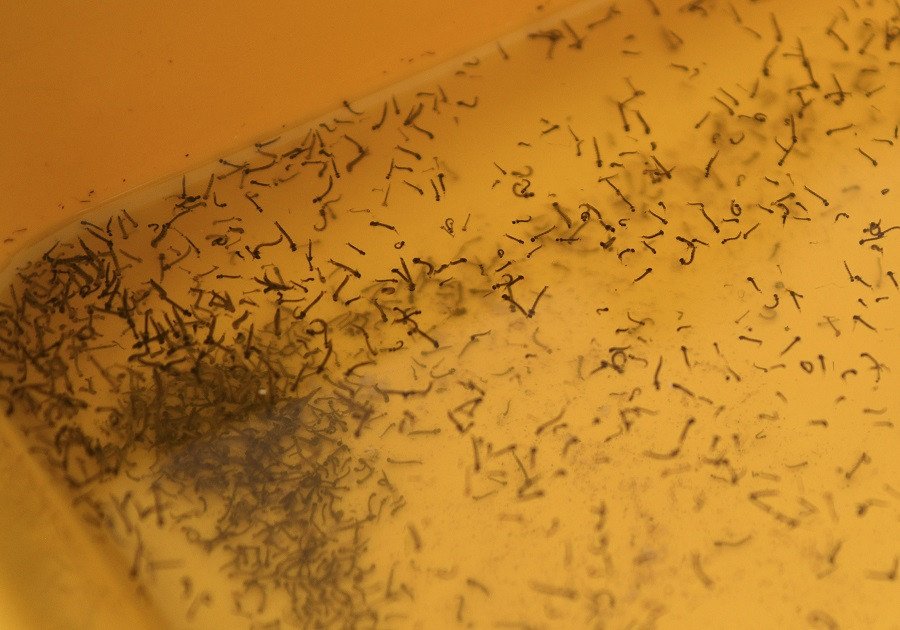 Mantienen 101 municipios casos de dengue: Salud