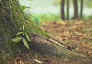 Inspeccionan árboles de Puebla capital en busca de plagas