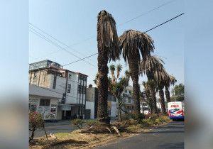 Informan retiro de palmeras en la colonia La Paz