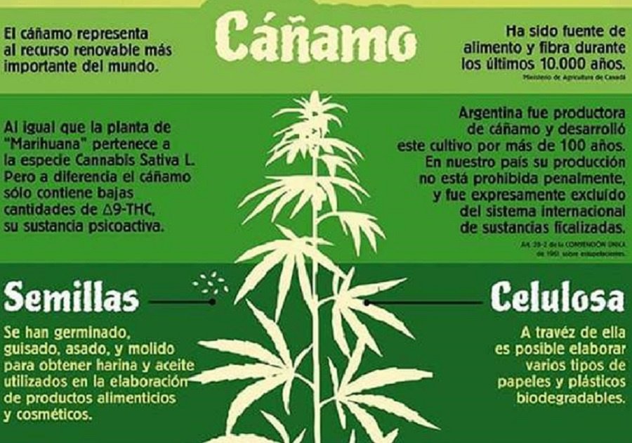 Cáñamo 