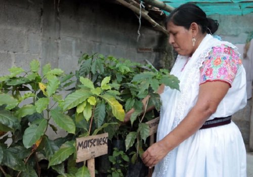Producci&oacute;n de caf&eacute; poblano