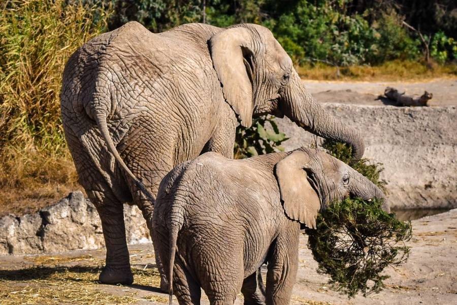 Concluye con &eacute;xito la campa&ntilde;a Verde Navidad, en coordinaci&oacute;n con Africam Safari y el Gobierno de Pepe Chedraui