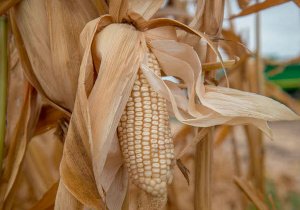 Impulsan procesos agrícolas libres de agroquímicos y glifosato