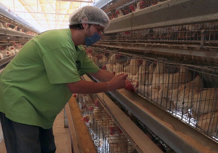 OMS y gobierno mexicano divergen sobre caso de gripe aviar H5N2
