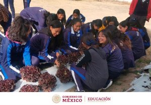 Alumnas educación media 