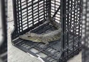 Encuentran cocodrilo en calles de Tecamachalco