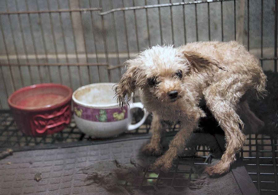 Hasta 8 a&ntilde;os de c&aacute;rcel, por maltrato animal