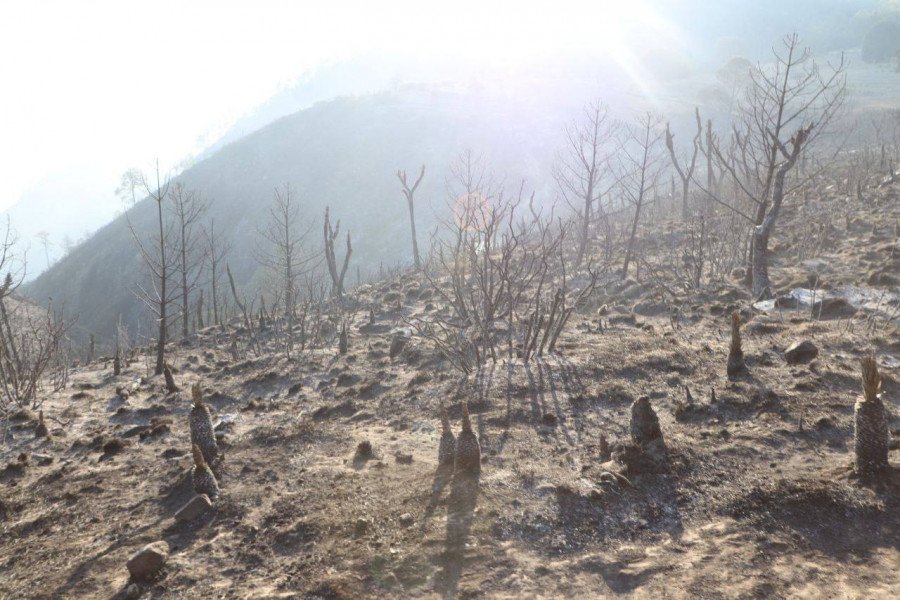 Brigadas Coyote y SEDENA controlan incendio forestal en Libres