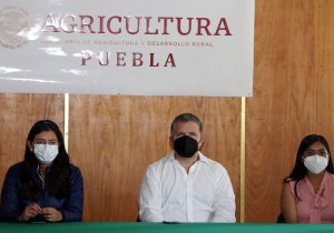 Inicia SDR capacitación a técnicos de café