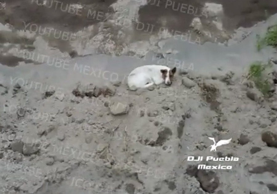 Perro en socavón 