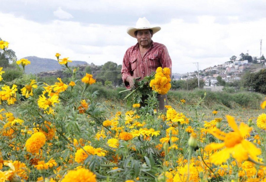 Puebla líder en producción de cempasúchil y terciopelo; concentra el 72% nacional