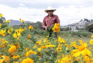 Puebla líder en producción de cempasúchil y terciopelo; concentra el 72% nacional