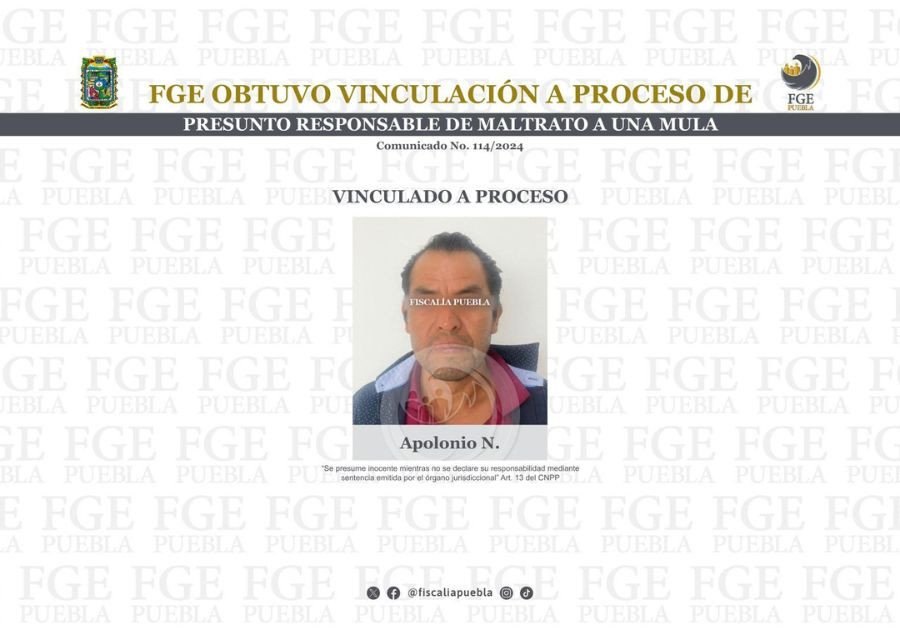 Vinculan a proceso a presunto responsable de maltrato a una mula