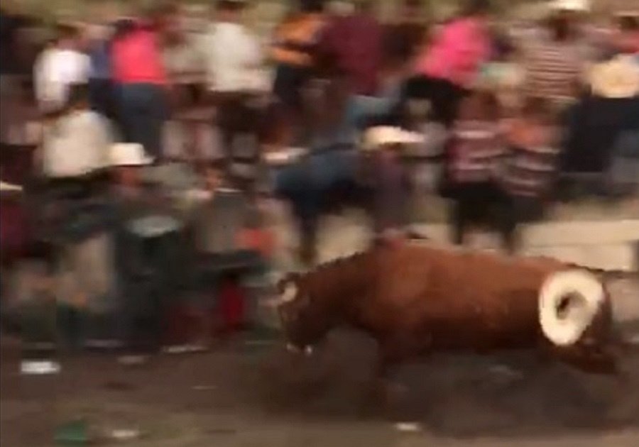 Toro contra espectadores
