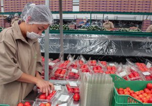 Cerveza, aguacate y tomate, provocan superávit agroalimentario